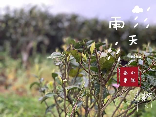  【S师傅】2020春茶笔记第八篇，从2016到2020年，看茶山茶农们的笑脸变化