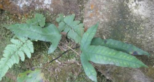  『家乡人』告诉家乡人，此为珍贵的“金鸡脚”，目前122元一斤，切勿当柴火