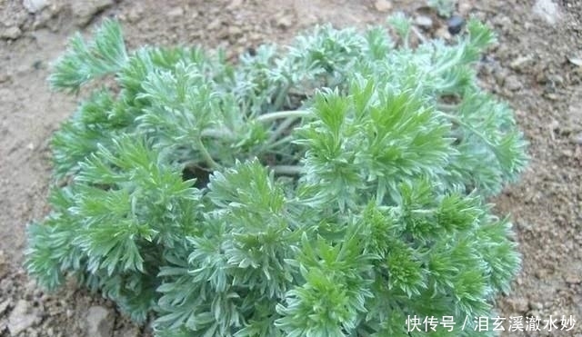 农村一植物长得像艾蒿，价格是荠菜的10倍，被人们誉为草中之王