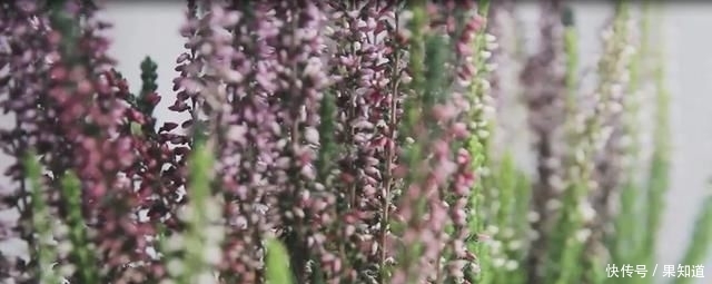 『植物』挪威国花——帚石楠,花开绚丽,不畏严寒,好看还好养