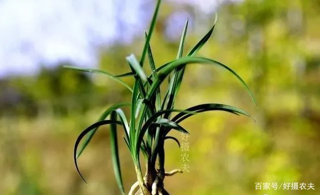  【传染】兰花两腐病，会通过植料传染吗？