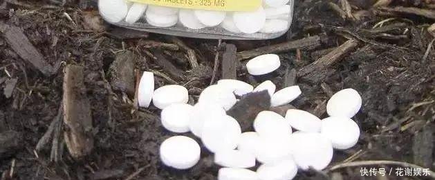  「扦插」春天扦插最好活，生根水不用买，自制4种生根水，比买的还好使！