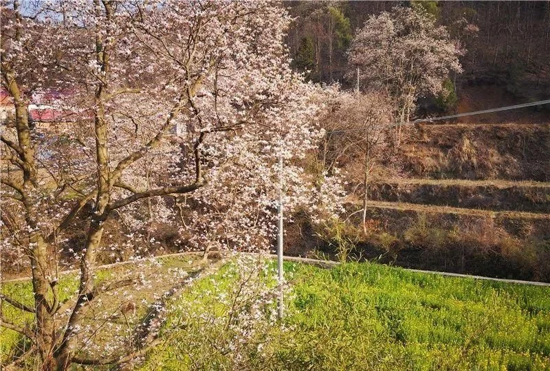 3月,低调六安意外爆红!一组照片,全国人民都被美哭了!【2020热门旅游景点】
