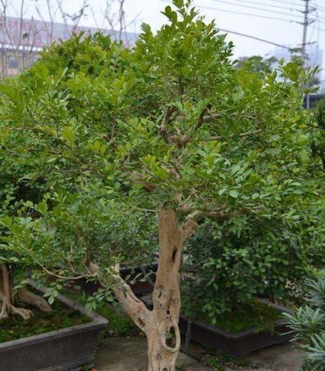  『工作』花白清香淡雅，家养九里香盆景，天天都有花香！