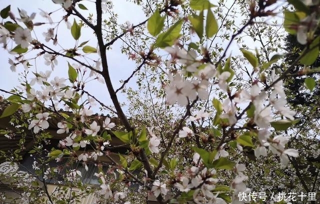 湖北武汉何止只是武汉大学的樱花，这五个地方也是必去的