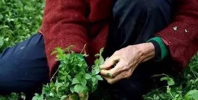  害草|常被当成害草除掉，却有人大量种植，农民数叶子论价