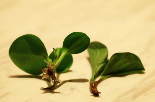  分株：你知道碧玉花怎么繁殖吗？这两种简单的方法，新手也可以操作