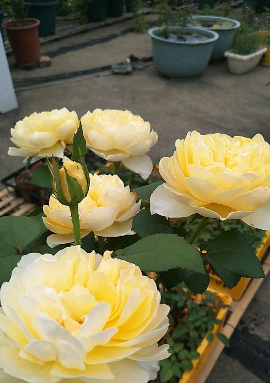 「盆栽」此款木本花卉,周年开花,香气四溢,植株低矮,阳台盆栽也可以!