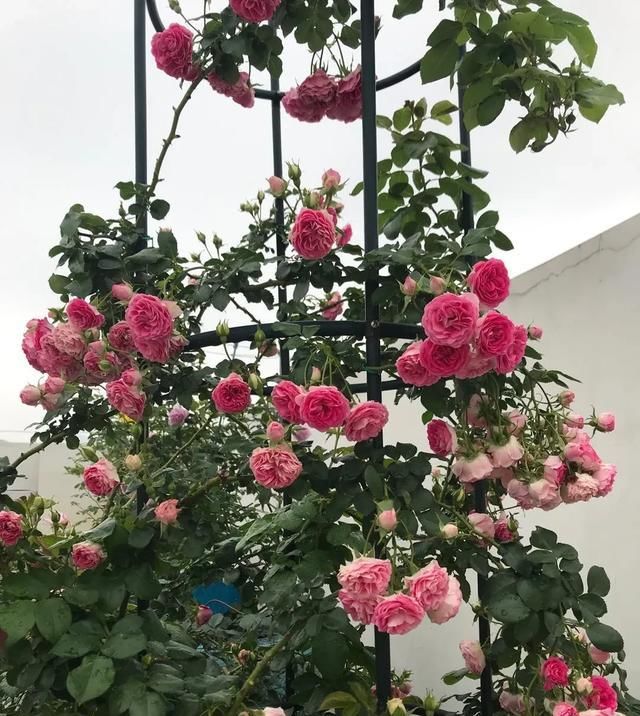  『丰花性好』狼家自育的表现到底如何，戳进来看看花友们的大实话