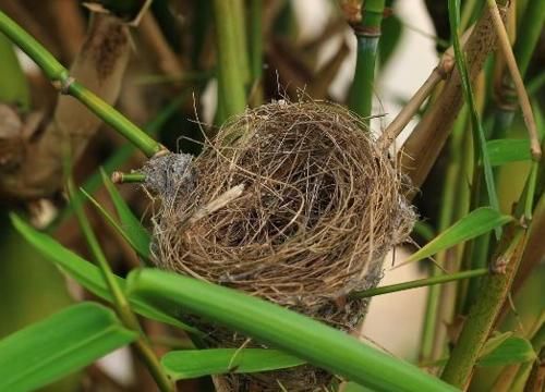  #雨淋#农村树上的鸟窝，为什么多数开口是朝上的，不怕雨淋吗？