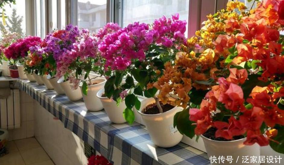 『越美』现在就养“4种花”,天气越热,开花越美,一次开花500朵!