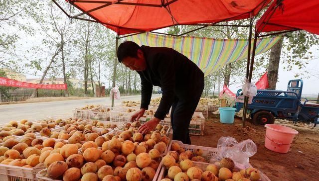  「果子」几百万斤卖不动，价格持续走低，大量果子开始腐烂，果