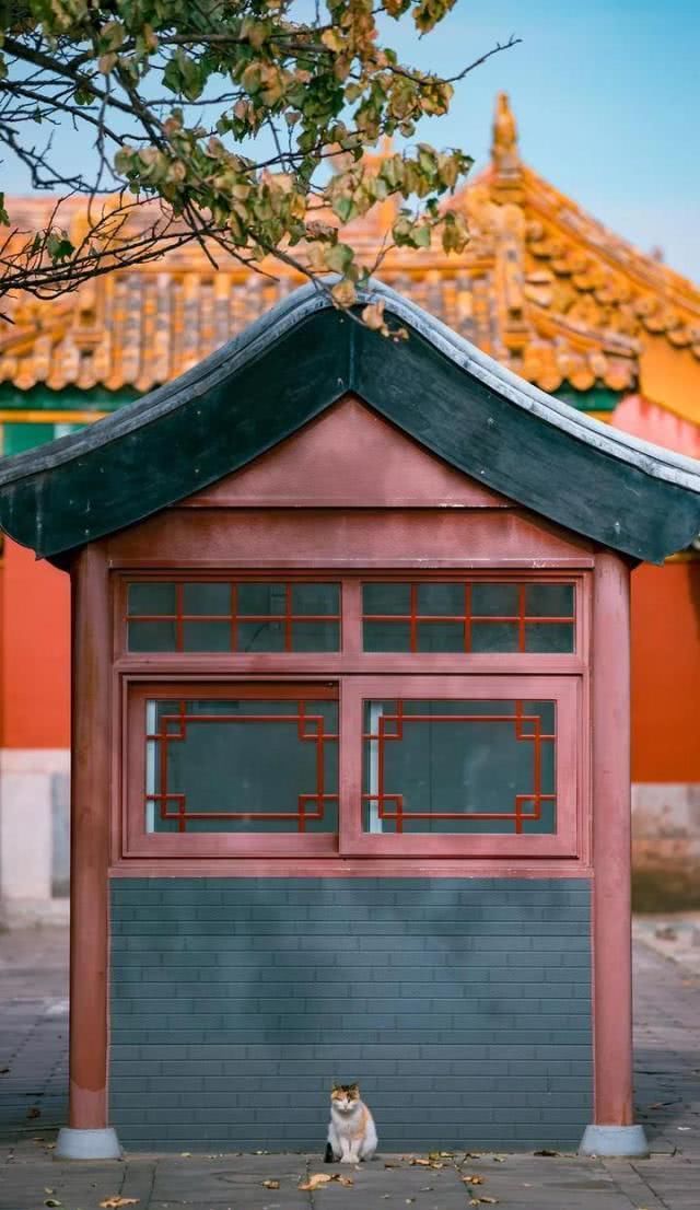 “巨型猫”成网红？拍猫达人教你在故宫看毛茸茸的真“御猫”