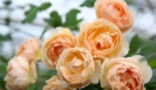  【珍品】“珍品玫瑰”朦胧的朱迪，花开金灿灿，果香四溢，可以说养花首选