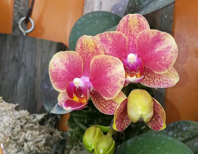  蝴蝶兰|夏季养蝴蝶兰，几点做到位，下次开花更多