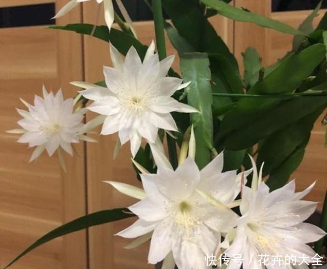  白天@如何让昙花顺利开花，或是白天开花？学会这么做，简单有效