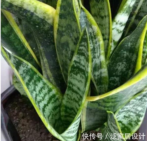  「茉莉花」“3种花”养卧室，改善睡眠质量，睡得香，很多花友都喜欢！
