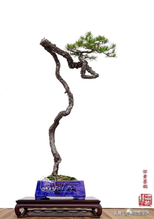  「作品」有年功的盆景，品相好，价值高！