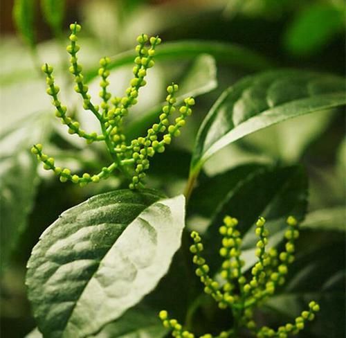  「盆土湿润」全身都是宝的植物，注意几个小妙招，一年能翻几盆
