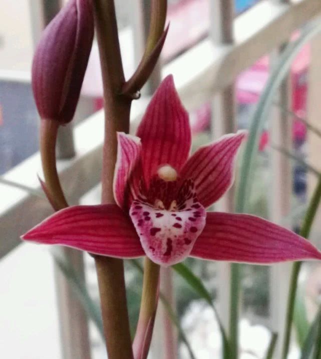  「兰花」最喜庆的兰花，花开几个月，花香可“绕梁三日”不散！