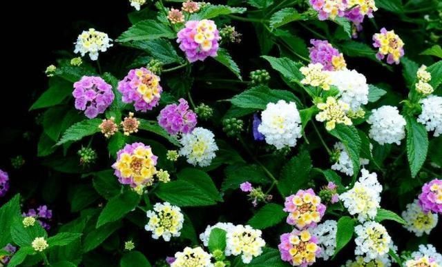 『绣球』这种毒花又被称为“七变花”,花型圆润似“绣球”,盛开一整夏