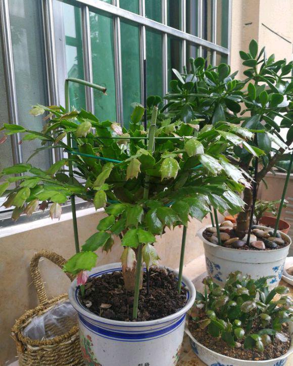  [叶仙]叶仙嫁接蟹爪兰，注意这一点，既能安全度夏，又能长花芽