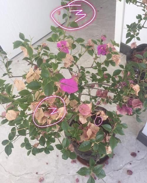  『新房』搬进新房买的杜鹃，三角梅，鸭脚木出现谢花，掉叶，枯叶怎么办