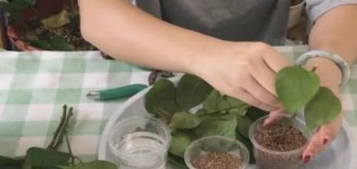  生根液■扦插三角梅，“白糖水”里泡一泡，嗖嗖长出大白根，太好用了