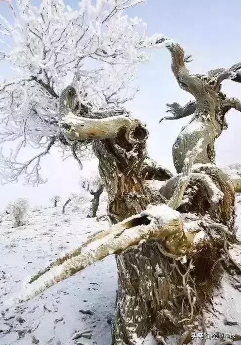 雪后的中国胡杨林，才是真正美爆了!