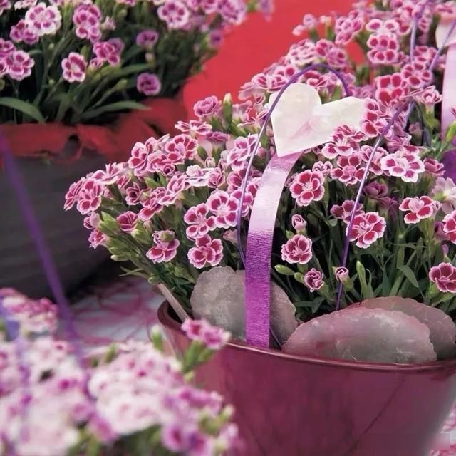 『芳香』家养7种花，芳香又杀菌