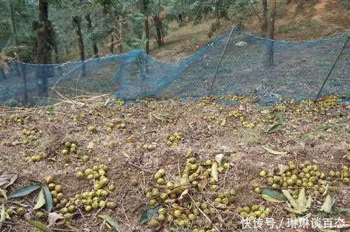  核桃|奇闻农村大山里的血核桃，老农冒生命危险采摘却只够养家糊