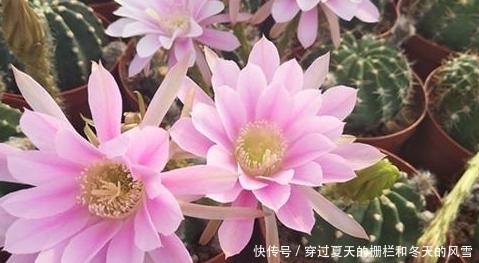  [摸清]养多肉，该不该用磷酸二氢钾？摸清3点，做出正确选择不难