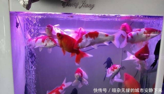 【水质】鱼缸水质浑浊因为水温低,硝化细菌死了,什么季节还拿水温说事?