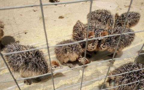  利润|一个蛋200元，一只利润近3万，市场供不应求，养殖新风口？