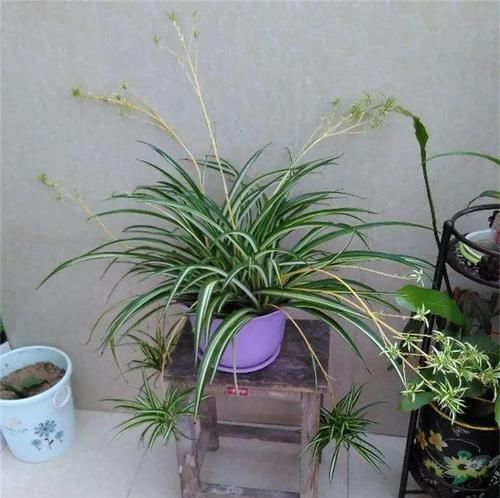  『时髦』给花换个时髦养法，天天浇水都不怕，养10年都没问题！