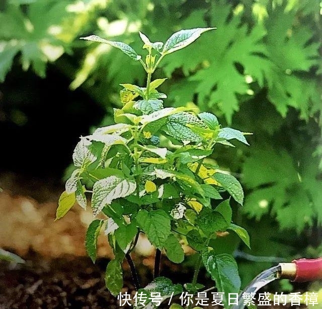  台长■不伤植物的移栽技巧, 3分钟轻松将植物移栽到你为它准备的窝