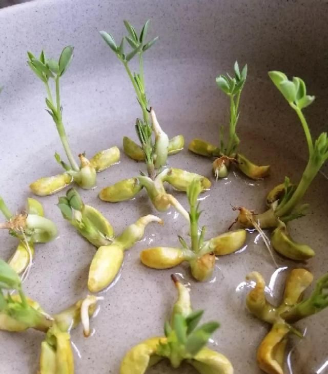  把花生米@她用几粒花生米，种出一盆大花生，冒出来的豆芽根忒好看！
