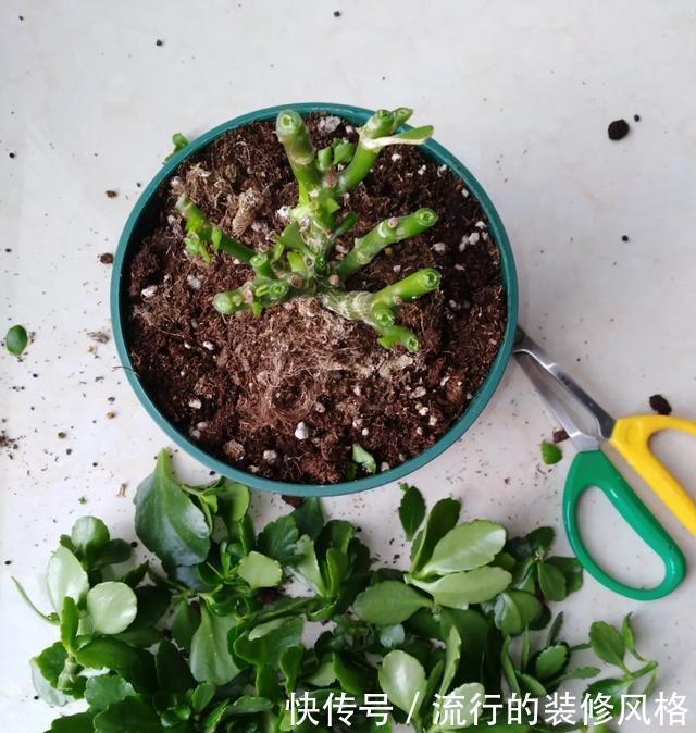  #补充养分#这花千万别养老桩，越老越不开花，想赏花砍1刀，立马满头花苞