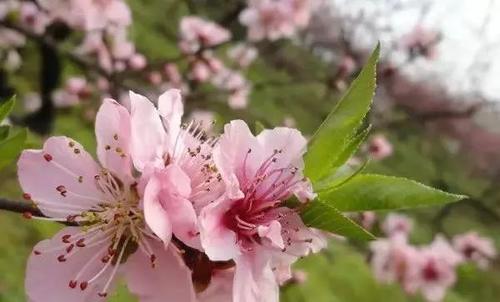 花开成海！再过一周重庆将美翻全国，14处美景玩转这个春天！