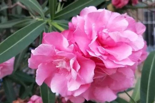  『碰见』外出散步碰见这四种花，一定要躲得远远的，不然后悔都来不及！