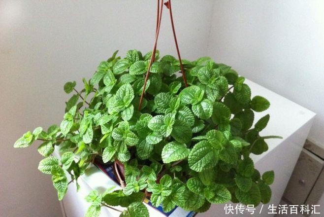  『缺一不可』卫生间里养什么花卉？此3种盆栽吸收异味效果赞，缺一不可！