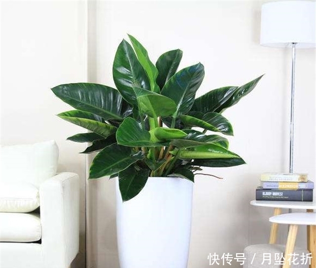  「叶子下垂」第一次养花，就养一盆“阳台精品”金钻，高大茂盛，珍贵独特