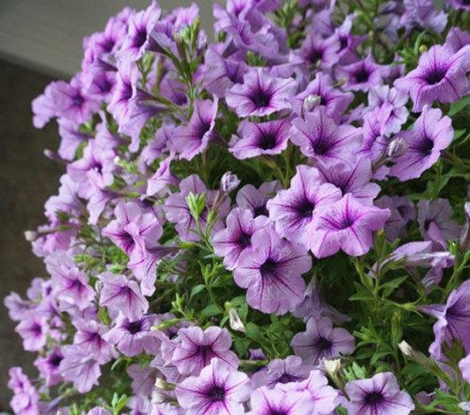  狂野：3种普通花，开花很狂野，最适合养阳台上，四季观花海