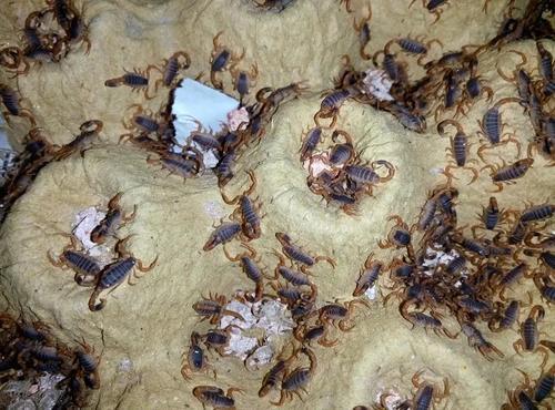  「养殖」在农村养殖什么最赚钱呢？养殖投资要做好这几件事才能