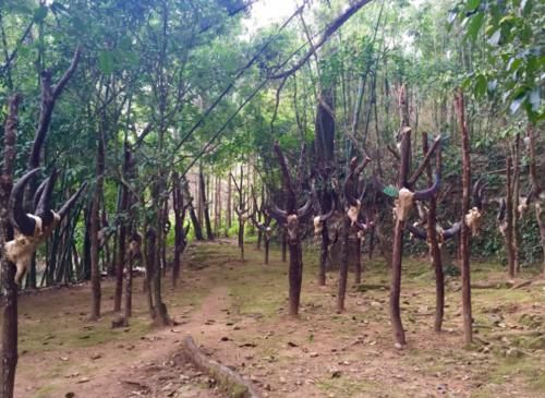  「当中」中国最后的“原始部落”，盖房不用一砖一瓦，家家都住