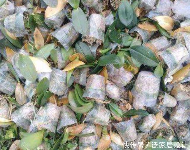 堆花|花市垃圾桶内捡1堆花,回来处理一下,就能养成漂亮的盆栽