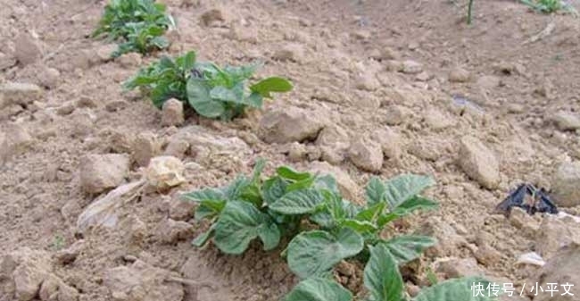  我国■引入我国4百多年，一直不受种植，近年来逐渐走红，20元一