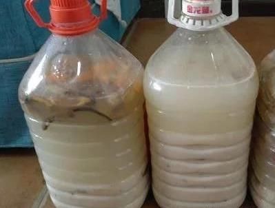  【巨无霸】吊兰这样养，垂满小崽子，白根撑破盆，枝繁叶茂、巨无霸