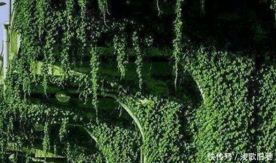  「高架桥」中国的高架桥下为什么要种爬山虎有何用处看完解开多