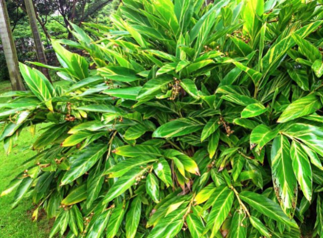  药用价值|有种植物名叫良姜，过去农村很常见，如今观赏价值和药